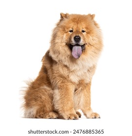 Sitting Chow Chow showing its Bleu tongue and looking at camera, isolated - Powered by Shutterstock