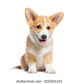 Sitting Cute happy panting Puppy Welsh Corgi Pembroke looking at camera, 14 Weeks old, isolated on white - Shutterstock ID 2253521153