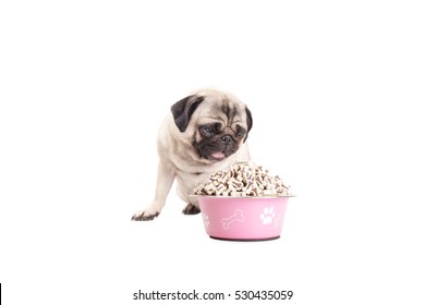 pug puppy food bowl