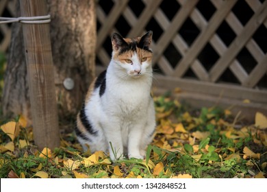 Korean Short Hair Cat Images Stock Photos Vectors Shutterstock