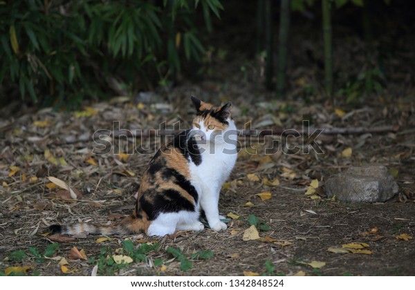 Sitting Cute Threecolored Cat Korean Short Stock Photo Edit Now