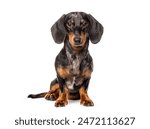 Sitting dachshund looking at the camera, isolated on white