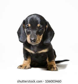 Sitting Dachshund Puppy