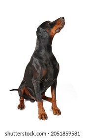 sitting doberman looking up isolated on white 