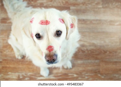 Sitting Dog Looks Upwards And Has Many Lipstick Kisses In The Face