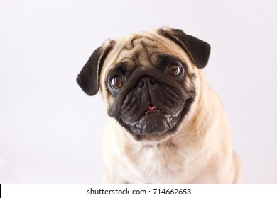 dog breeds with big eyes