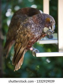 Kaká Sitting And Eating