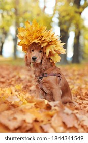 Sitting English Spaniel With Autumn Leafs Crown