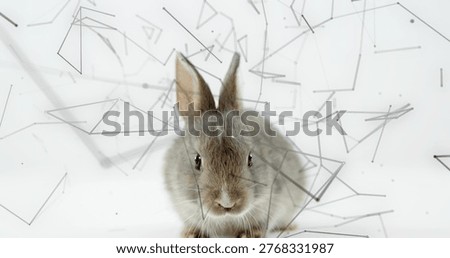 Sitting fluffy graybrown rabbit facing front on white backdrop with line-dot network and shadow. Bunny, lagomorph, minimalist, geometric, abstract, digital, studio
