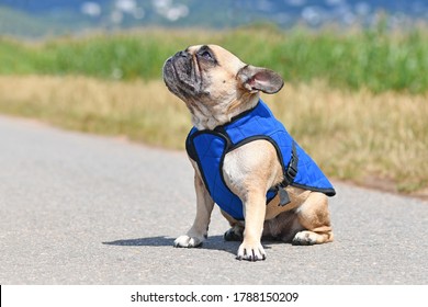 Sitting French Bulldog Wearing Blue Cooling Vest Harness To Lower Body Temperature On Hot Summer Day