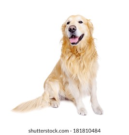 sitting golden retriever front view - Shutterstock ID 181810484