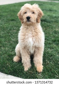 sitting goldendoodle puppy