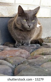 Sitting grey cat