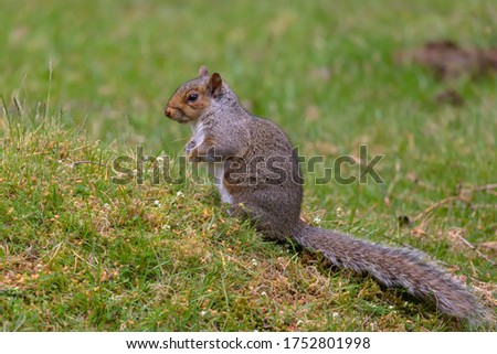 Similar – Image, Stock Photo closeup of hungry grey squirrel