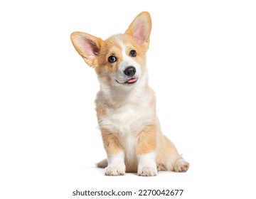 Sitting happy panting Puppy Welsh Corgi Pembroke looking at camera, 14 Weeks old, isolated on white - Shutterstock ID 2270042677