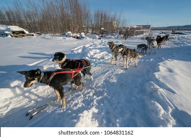 Sitting Kennel Iditarod Alaskan Husky Dog Mushing Team