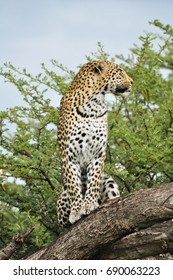 Sitting Leopard 