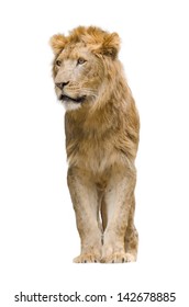 Sitting Lion Isolated