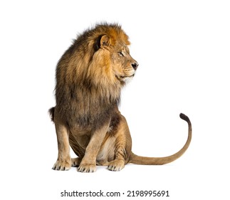 Sitting lion looking away, isolated on white - Shutterstock ID 2198995691