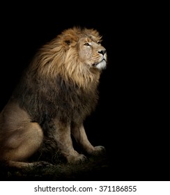 Sitting Lion On Black Background