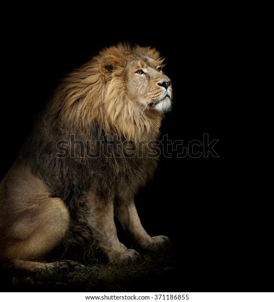 黒い背景にライオンを座る の写真素材 今すぐ編集