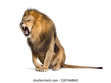Sitting Lion, roaring and showing his fangs aggressively, Panthera leo, isolated on white