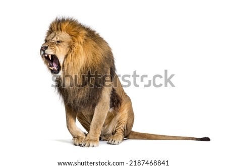 Sitting Lion, roaring and showing his fangs aggressively, Panthera leo, isolated on white