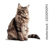 Sitting long haired cat looking aside. Full body portrait on transparent background.	