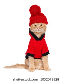 133 Ginger Cat In Jacket Images, Stock Photos & Vectors | Shutterstock