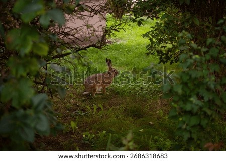 Sitting longeared hare, hiding behind bush