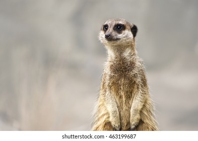 Sitting Meerkat with Light Background - Shutterstock ID 463199687