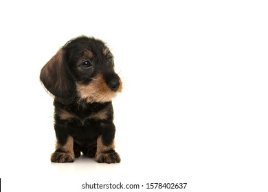 Sitting miniture dachshund puppy sitting looking away to the right isolated on a white background