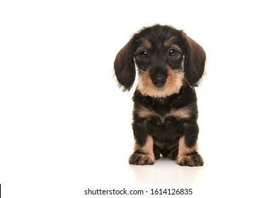 Sitting miniture dachshund puppy looking at the camera isolated on a white background seen from the front
