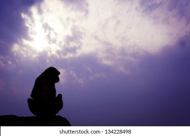 Sitting Monkey Silhouette At Sunset