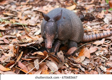 Sitting Nine-banded Armadillo, Dasypus Novemcinctus,