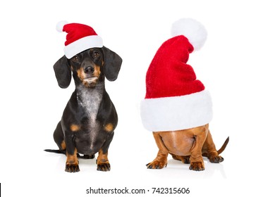 sitting and obedient couple of two dachshund or sausage santa claus dogs with red  christmas hat , isolated on white background