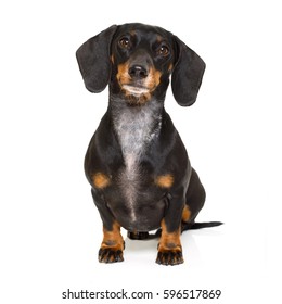 sitting and obedient dachshund or sausage dog looking to owner , isolated on white background