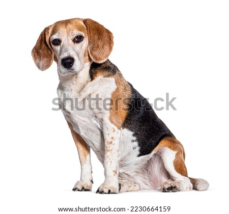 Sitting Old beagle sitting and looking at the camera, isolated on white