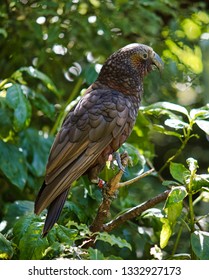 Kaká Sitting On Branch