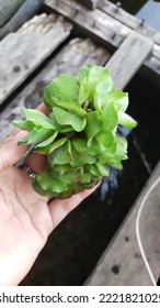 Sitting On The Canoe With The Left Hand Holding The Water Hyacinth Seeds (Eichhornia Crassipes)