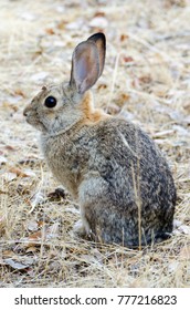 Sitting on the dry grass and fallen leaves is a Cottontail rabbit.