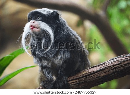 Sitting on a jungle tree branch in the Amazon rain forest in South America, a funny and curious bearded emperor tamarin is sticking out its small and cute tongue.