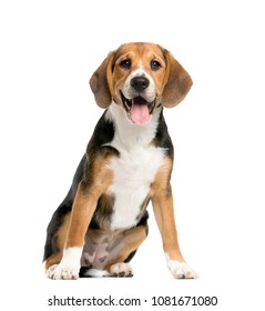 sitting and panting Beagles, Dog, isolated - Shutterstock ID 1081671080