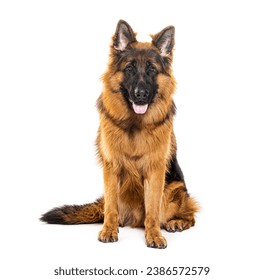 Sitting and panting German shepherd, isolated on white - Powered by Shutterstock