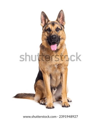 Sitting and panting German shepherd, isolated on white