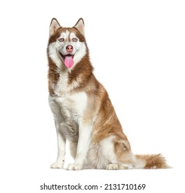 Sitting and panting Red and white Siberian Husky, isolated on white