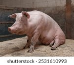 Sitting pig. Pigs in stable. Farming. Meat production,