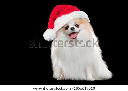 Sitting pomeranian wearing Santa hat isolated on black background
