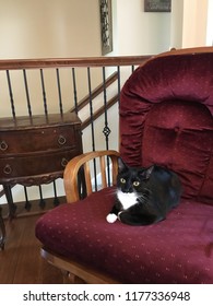 Sitting Pretty: Black And White Cate Sitting On Red Glider Chair In A Home Setting.