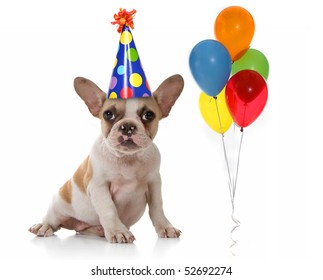 puppy in birthday hat